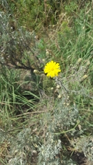 Hieracium scouleri