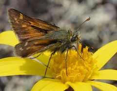 Hesperia comma borealis