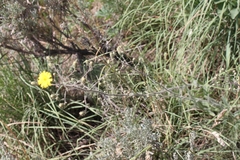 Hieracium scouleri