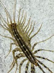Scutigera coleoptrata