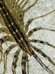 Scutigera coleoptrata