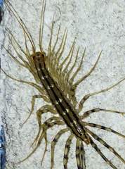 Scutigera coleoptrata