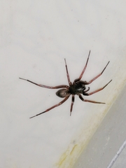 Creugas