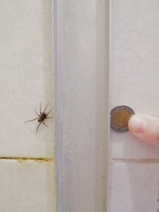 Creugas