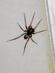 Creugas