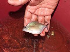 Serrasalmus maculatus