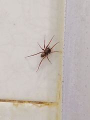 Creugas