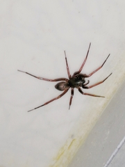 Creugas