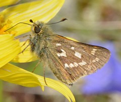 Hesperia comma borealis