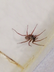 Creugas
