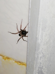 Creugas