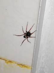 Creugas