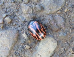 Calligrapha sigmoidea