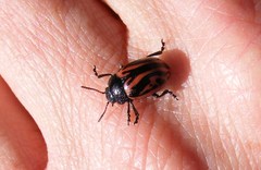 Calligrapha sigmoidea