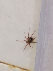 Creugas