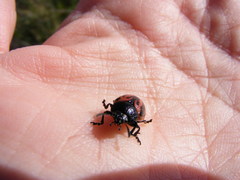 Calligrapha sigmoidea