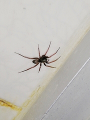 Creugas