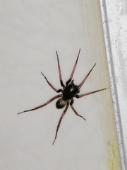 Creugas