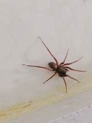 Creugas