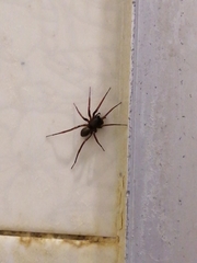 Creugas