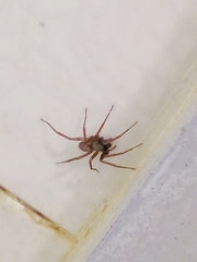 Creugas