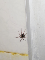 Creugas