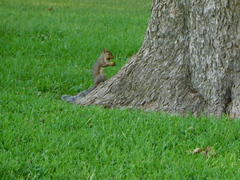 Sciurus carolinensis
