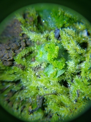 Lunularia cruciata