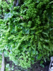 Lunularia cruciata