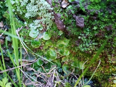 Lunularia cruciata