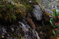 Ochotona hyperborea