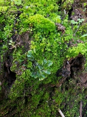 Lunularia cruciata