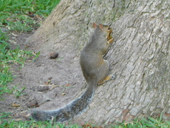 Sciurus carolinensis