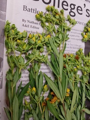 Hypericum swinkianum