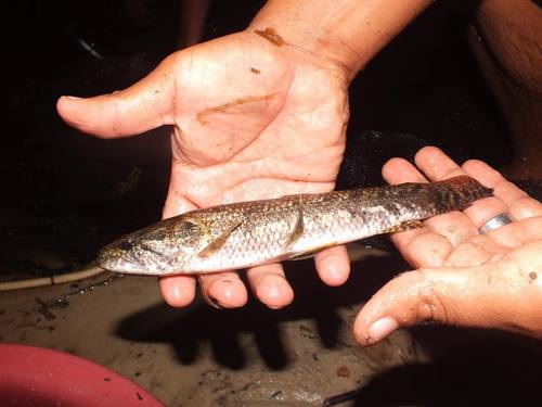 Hoplias malabaricus