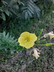 Oenothera biennis