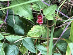 Rubus pedatus