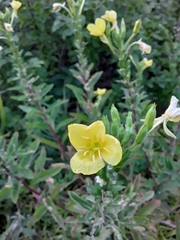 Oenothera biennis