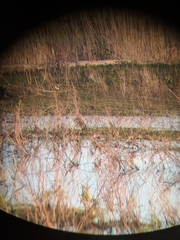 Calidris canutus