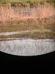 Calidris canutus