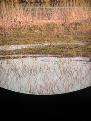 Calidris canutus