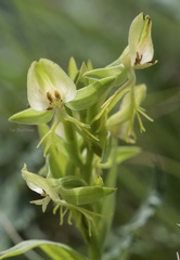 Habenaria intermedia