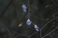 Lepechinia cardiophylla