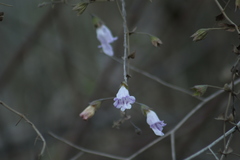Lepechinia cardiophylla
