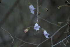 Lepechinia cardiophylla