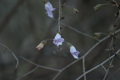Lepechinia cardiophylla
