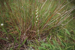 Spiranthes casei