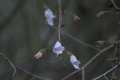 Lepechinia cardiophylla