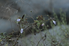 Lepechinia cardiophylla