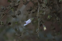 Lepechinia cardiophylla